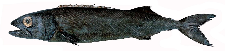 Ruvettus pretiosus_03.jpg